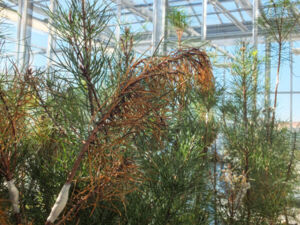 Photos serre IF - Nématode 18_11-28.jpg Photos serre IF - Nématode 18_11-28.jpg