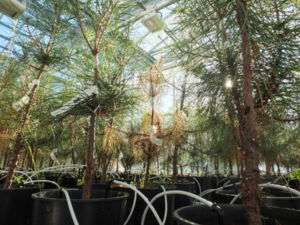 Photos serre IF - Nématode 18_11-17.jpg Photos serre IF - Nématode 18_11-17.jpg