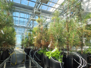 Photos serre IF - Nématode 18_11-33.jpg Photos serre IF - Nématode 18_11-33.jpg