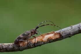 monochamus galloprovincialis monochamus galloprovincialis