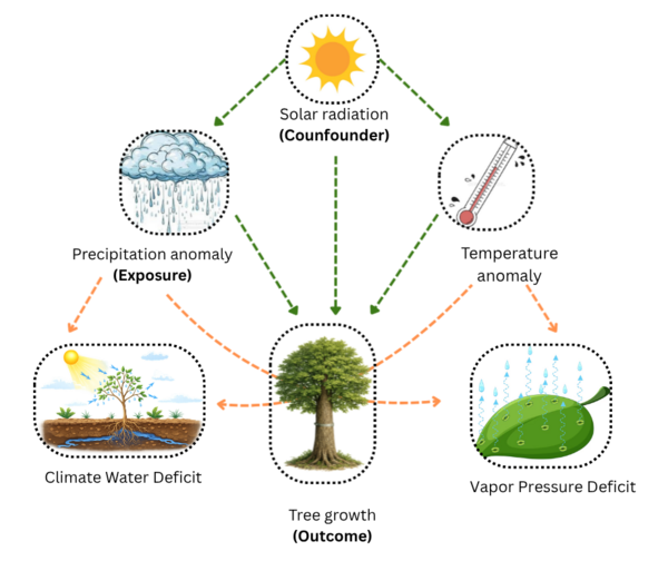 Cadre conceptuel causal illustrant comment les anomalies climatiques influencent la croissance des arbres.